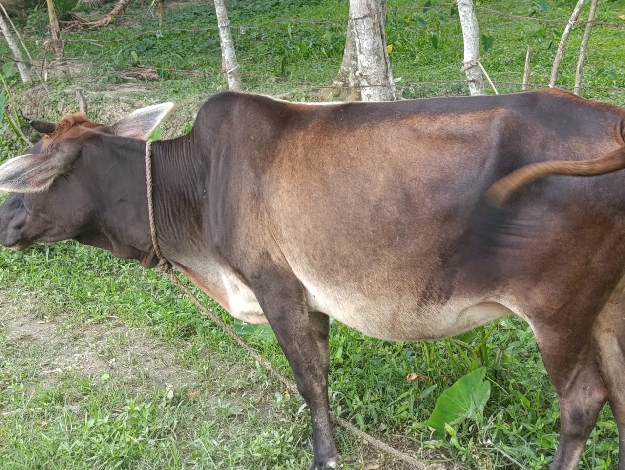 কুরবানির জন্য দান